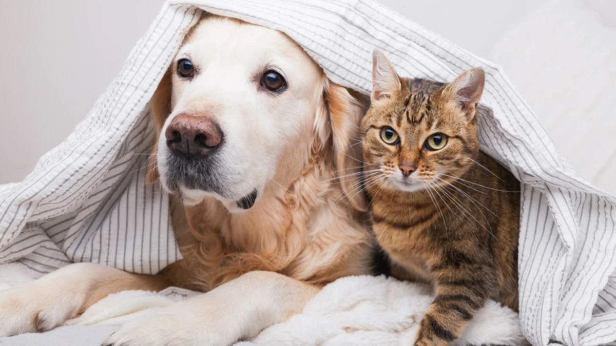 Veja 7 cuidados essenciais com cães durante o frio intenso