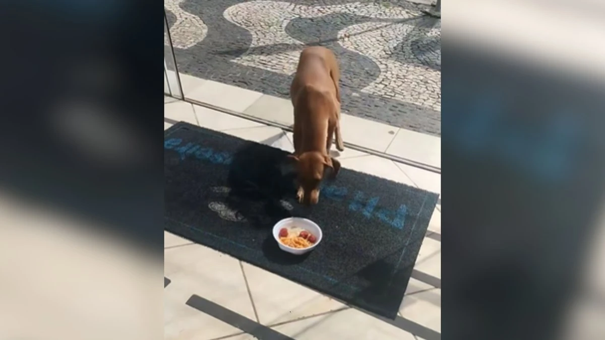 Cachorra viraliza ao buscar marmita em restaurante todos os dias