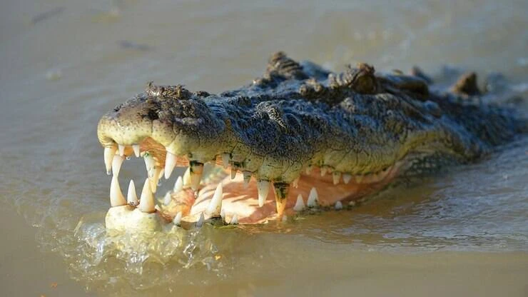 Pescador luta contra crocodilo para soltá-lo de linha; assista