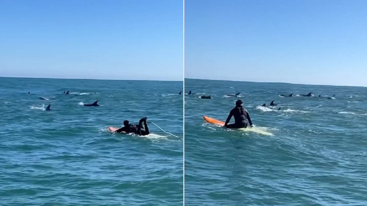 VÍDEO: surfistas registram encontro com golfinhos no Chile