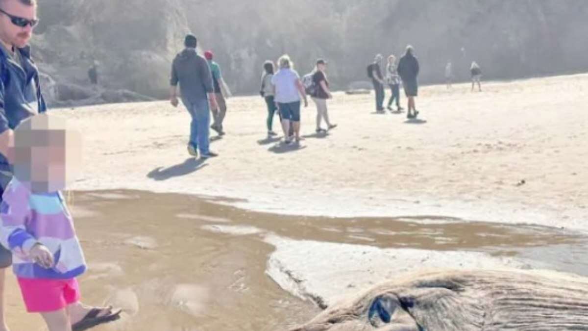 Peixe raro de mais de dois metros causa estranheza em praia dos EUA; veja foto