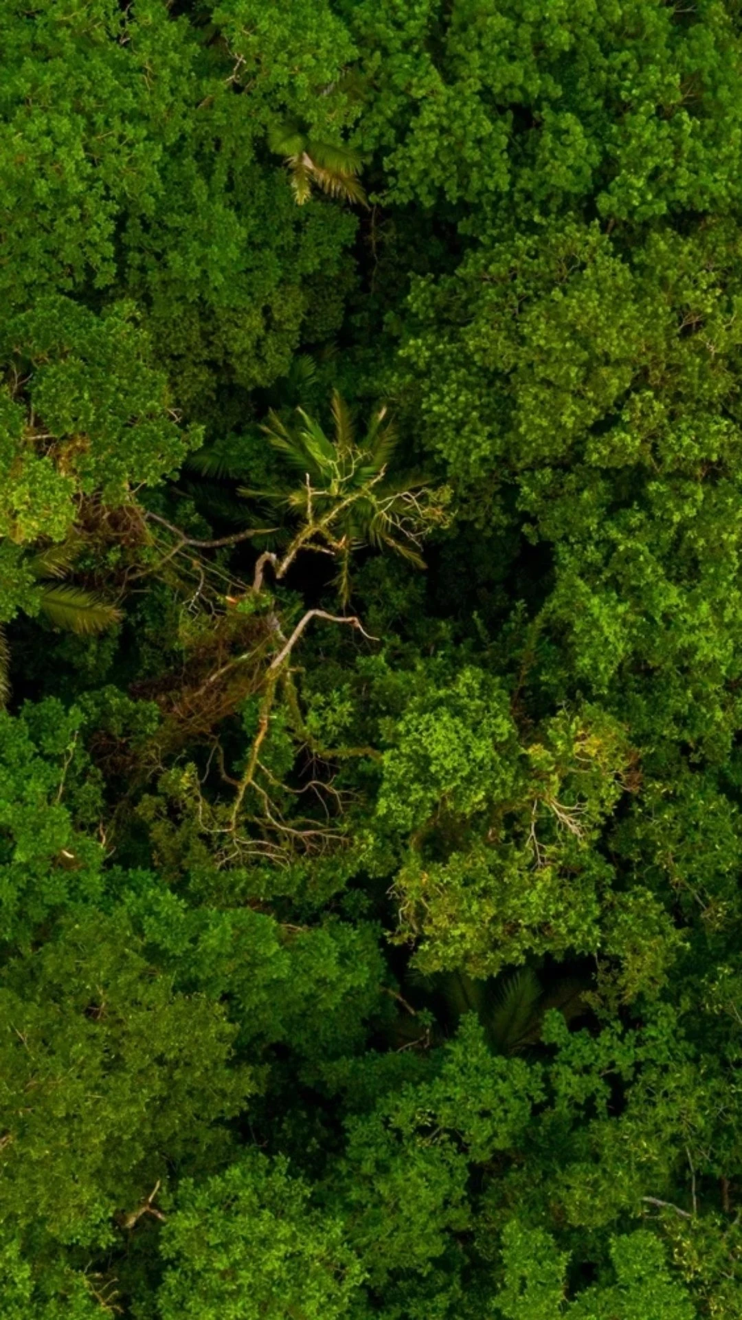Crise climática amplia efeito do desmatamento sobre as chuvas na Amazônia