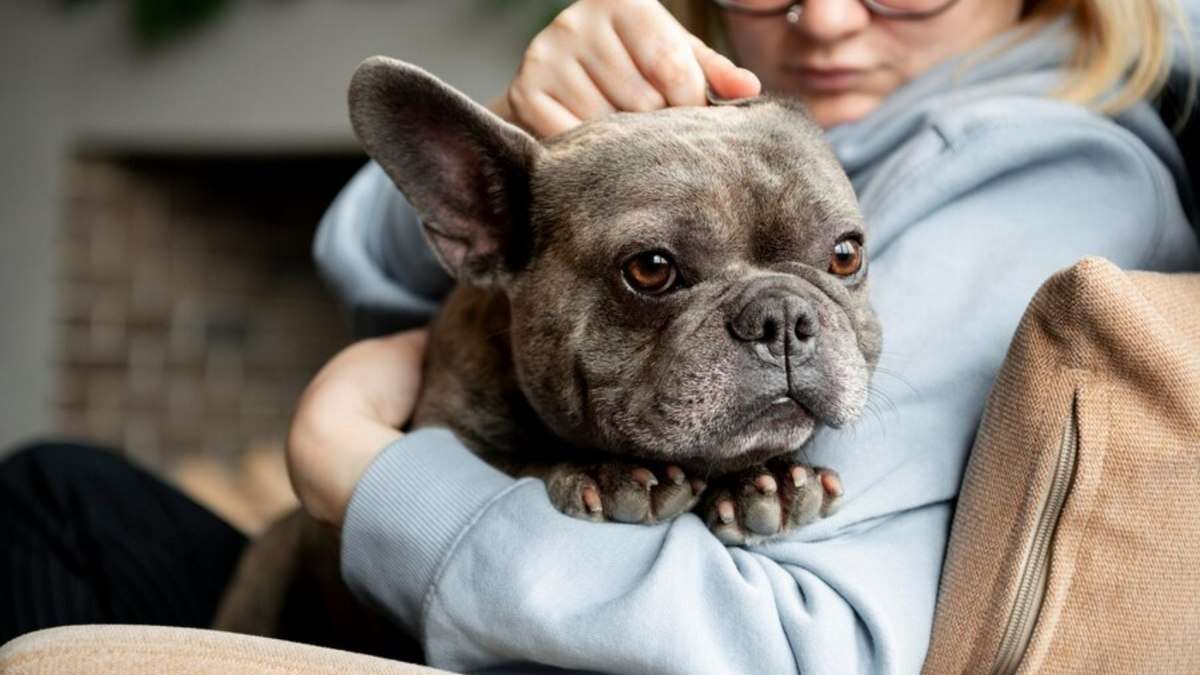 Fevereiro roxo: dicas para uma vida longa e saudável do pet