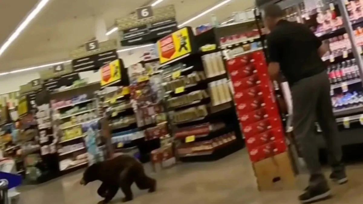 Urso invade supermercado no Arizona e assusta clientes