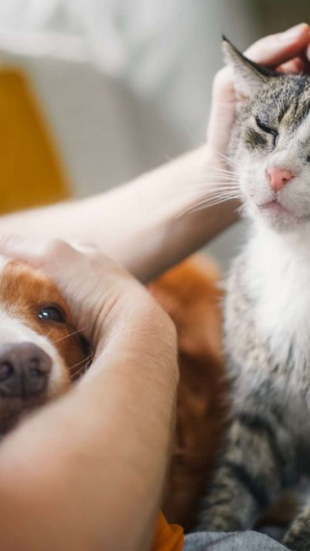 5 raças de gatos que se dão bem com cachorro