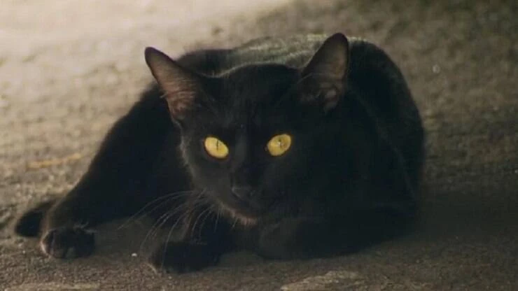 Gato 'fala' com os donos; assista