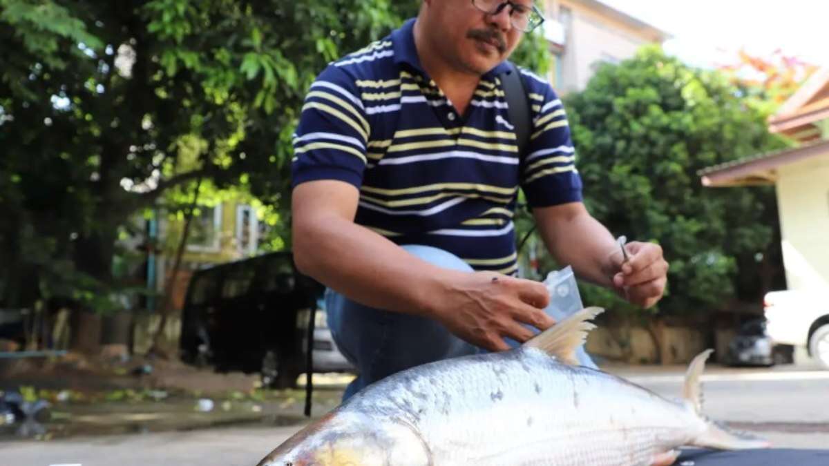 Peixe tido como quase extinto é capturado após 20 anos no
Camboja