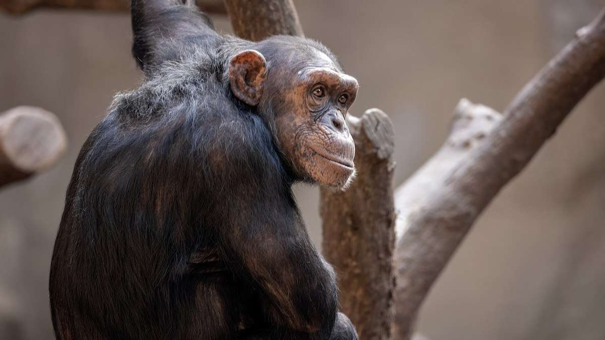 Consumo de álcool pode ser comum entre animais, diz estudo; entenda