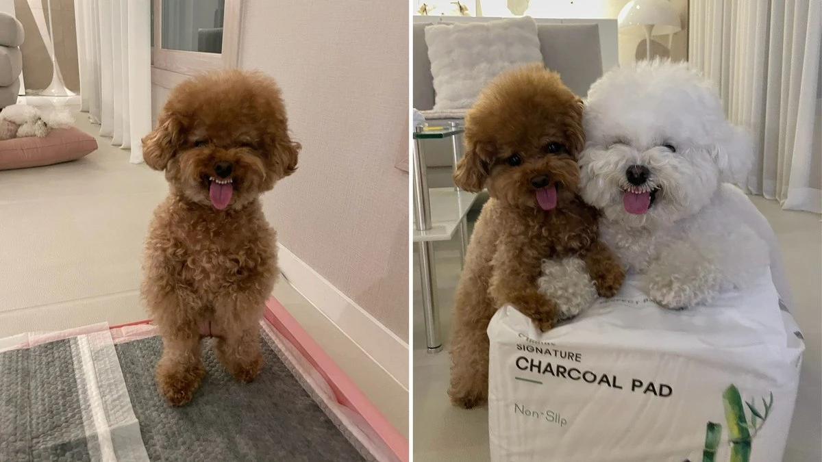 Cachorrinhos fazem caretas e viralizam com fotos cheias de charme