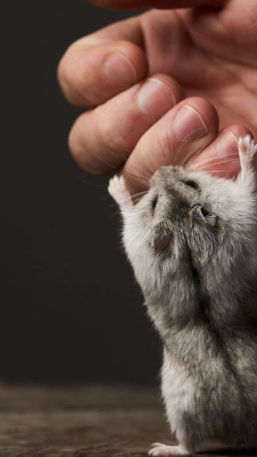 Mordida de hamster de estimação leva mulher à morte na Espanha