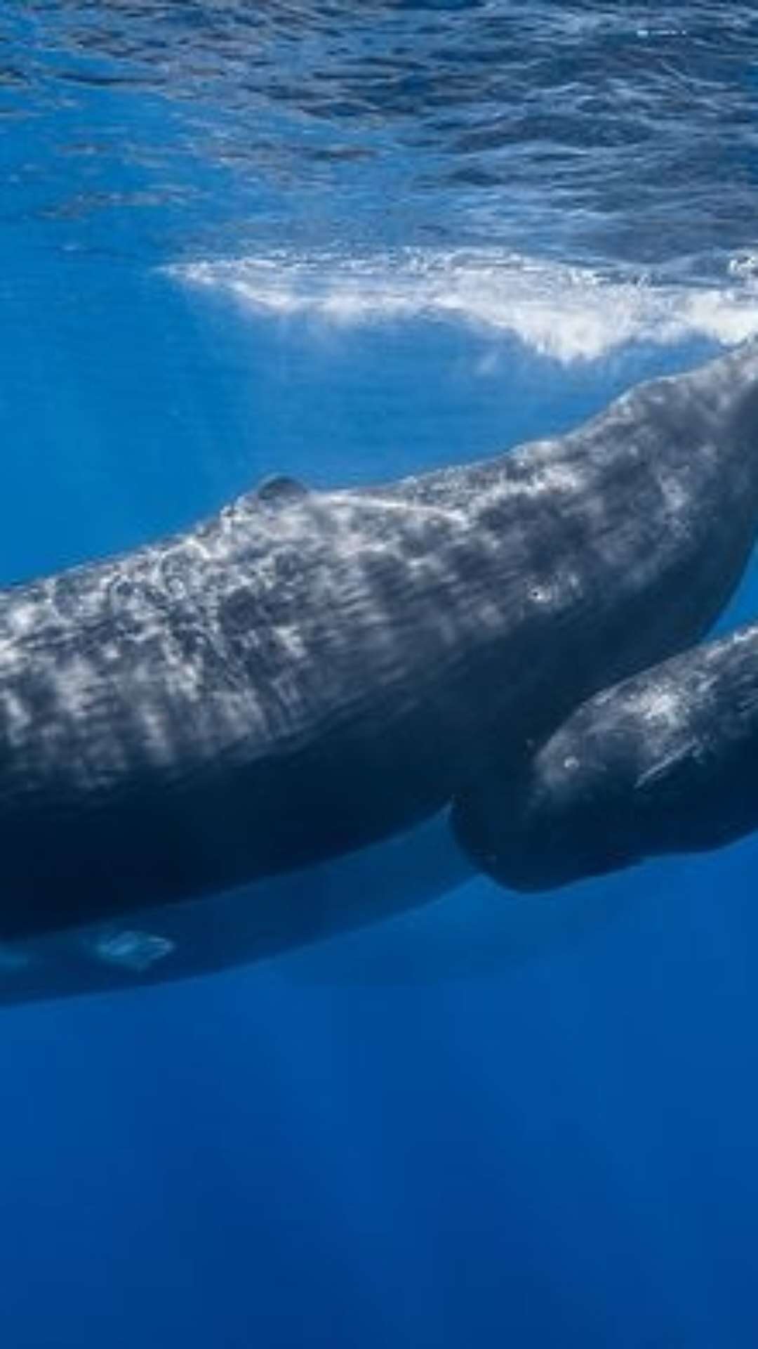 Alfabeto fonético das cachalotes é incrivelmente parecido com o nosso