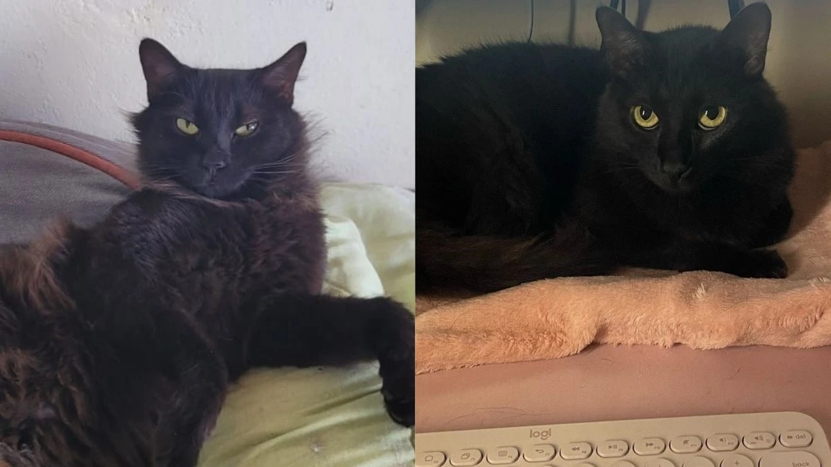 Gatos ariscos? Socialização muda comportamento