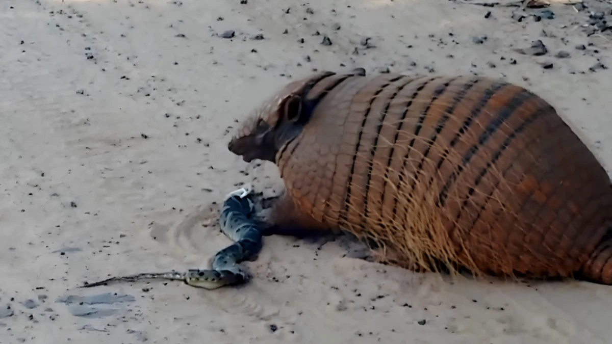 VÍDEO: tatu-peba devora cobra jararaca na beira da estrada