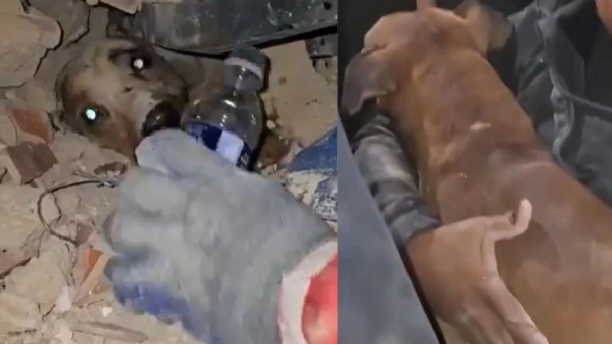 Cachorro é resgatado entre escombros após terremoto na Venezuela