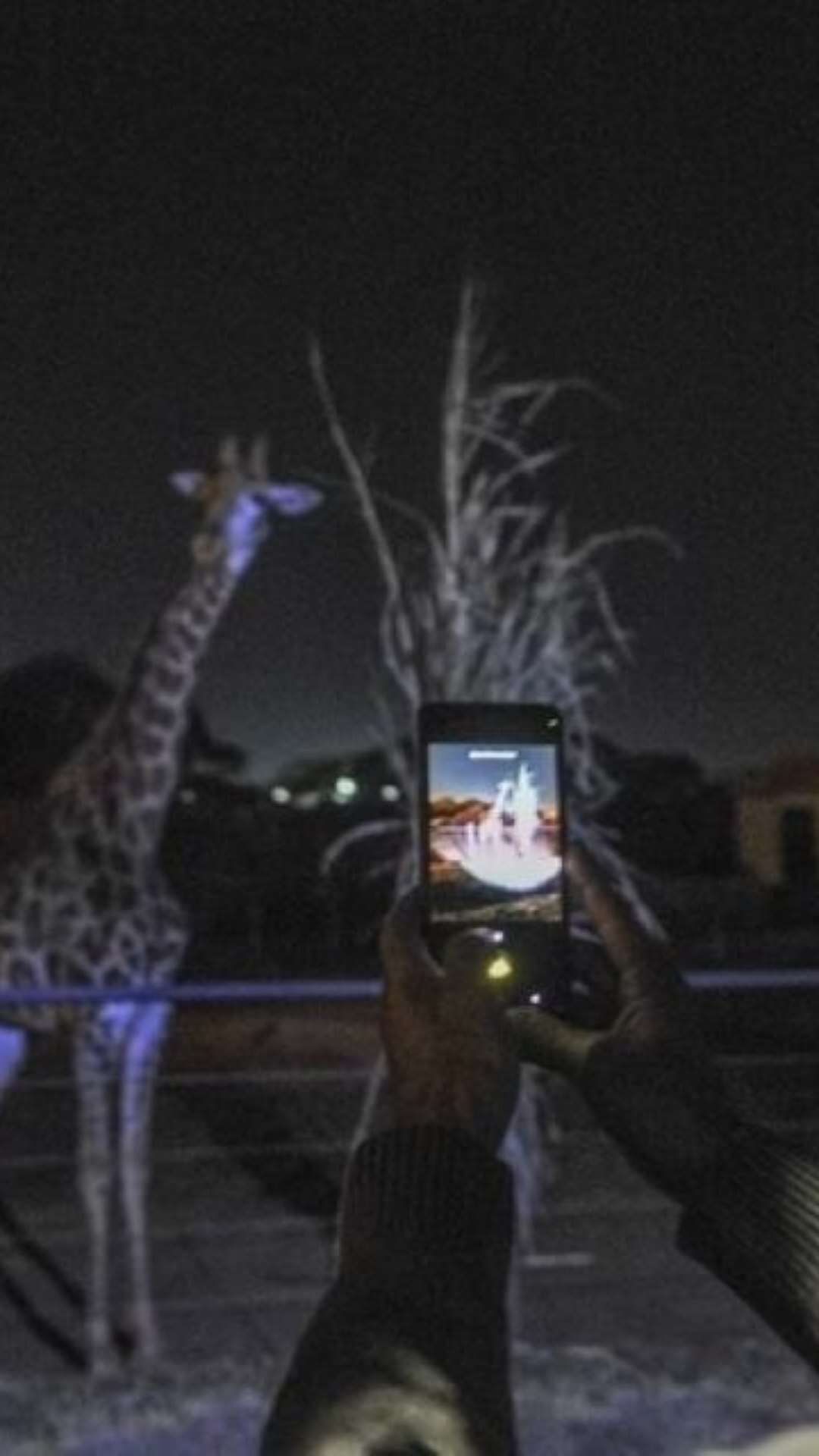 Zoológico de Brasília abre inscrições para Zoo Noturno em outubro