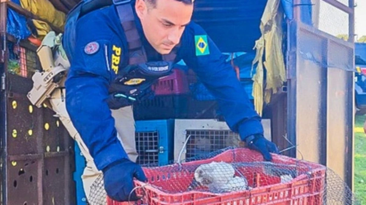 PRF resgata 52 animais em condições de maus-tratos em Mato Grosso