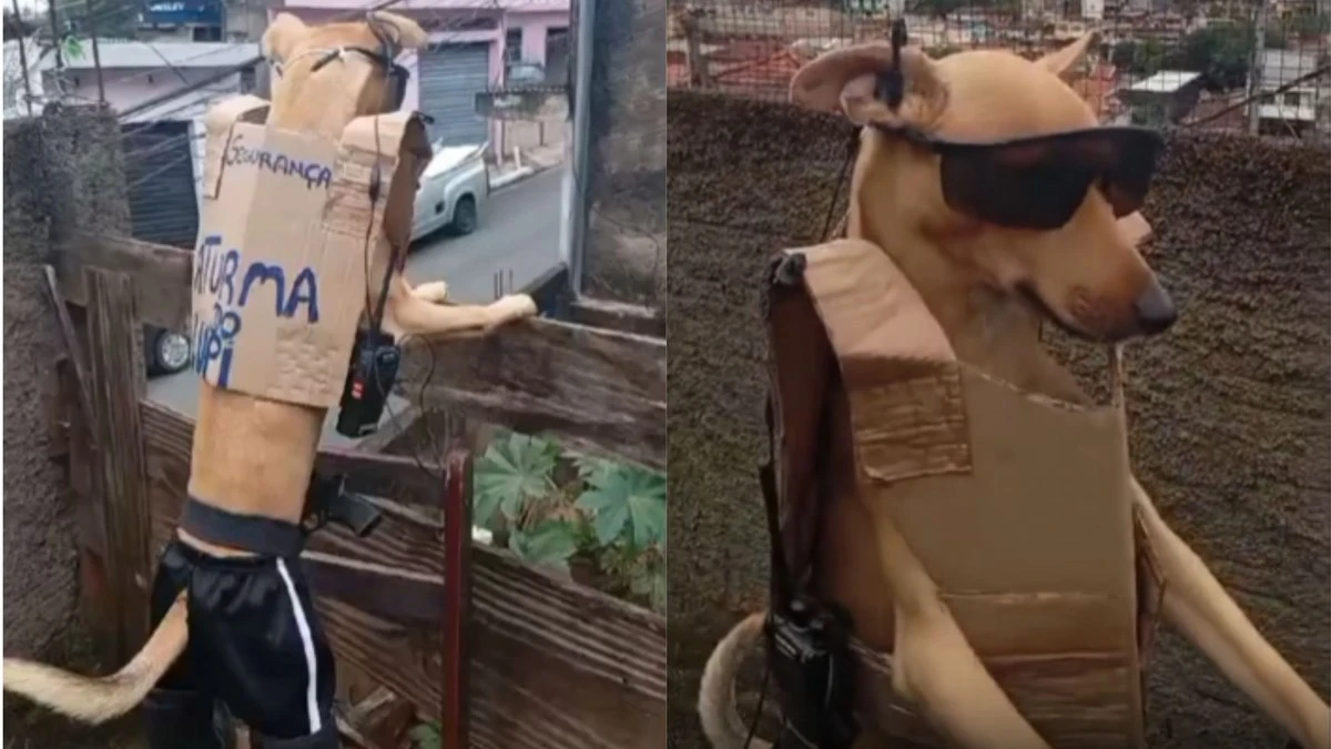 Cachorro leva trabalho de segurança a sério e monitora rua