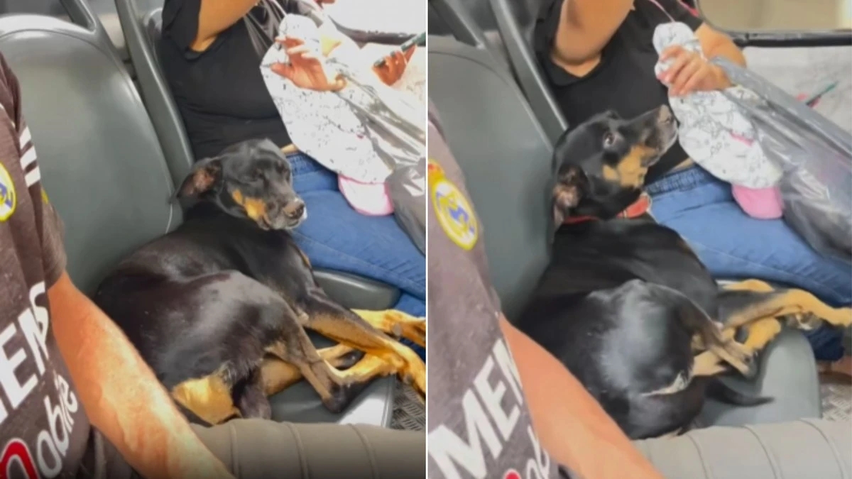 Cachorro é flagrado ocupando banco em ônibus lotado