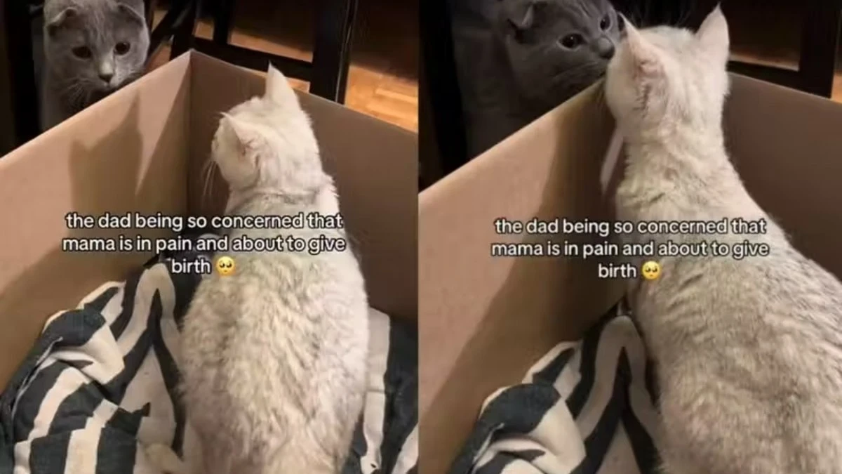 Gato fiel acompanha parto da companheira e emociona