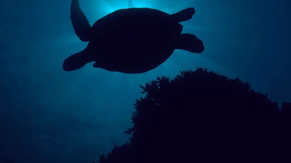 Alô, alô, linha direta com os oceanos