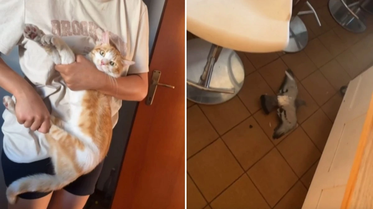 Gato surpreende família ao surgir com pombo vivo como 