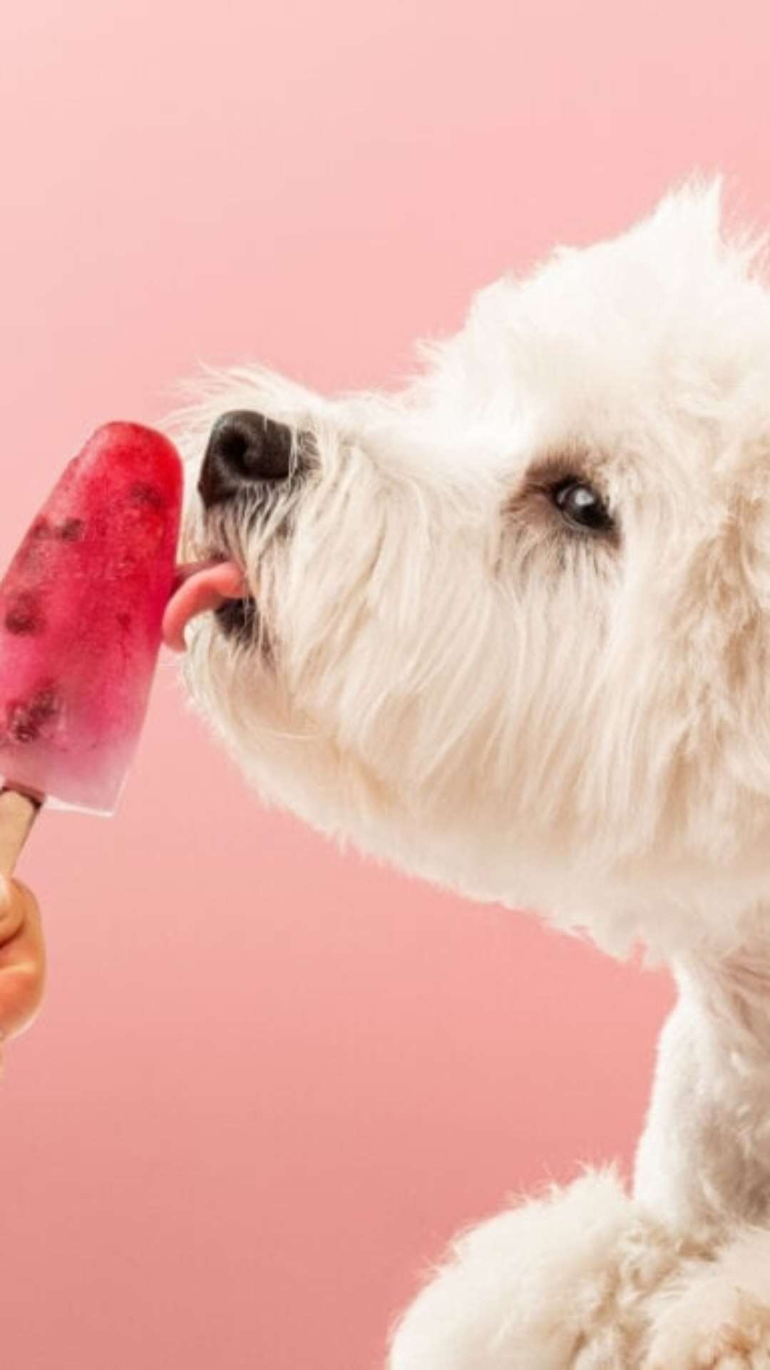 3 sorvetes caseiros para refrescar os animais no calor