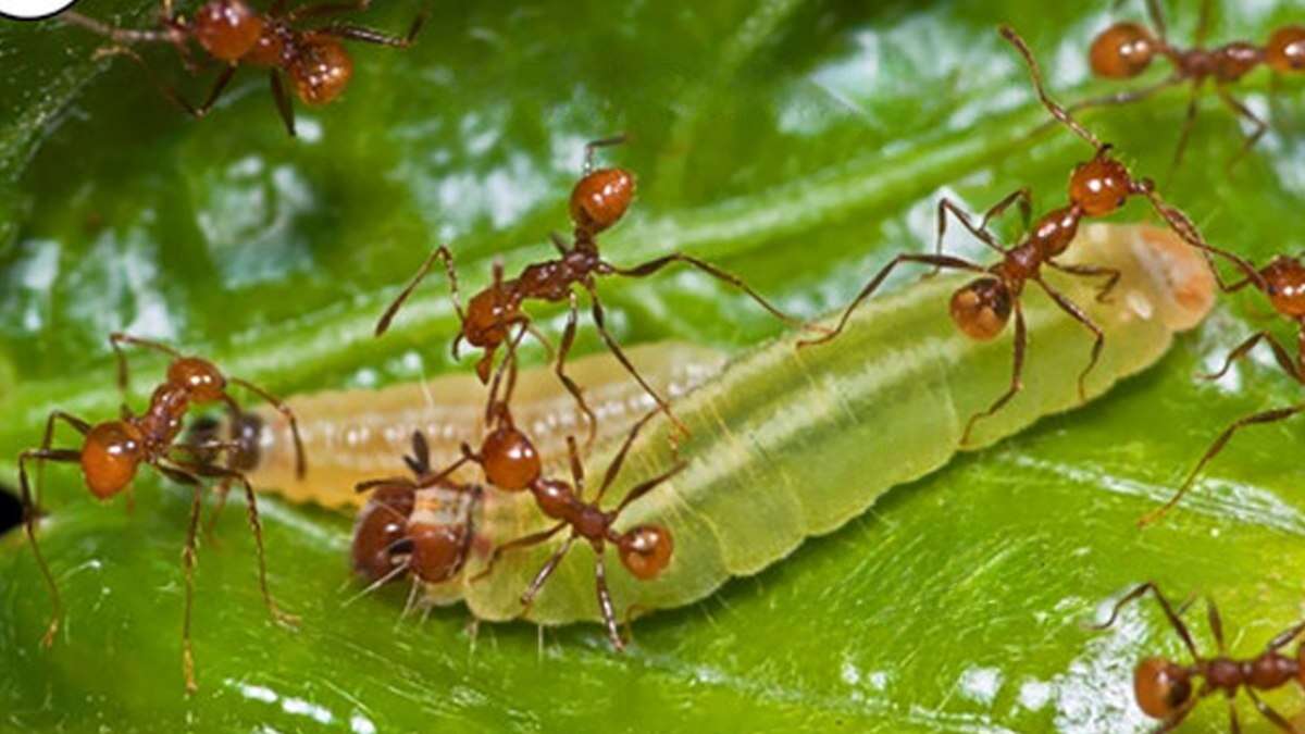 Estudo inédito mostra como lagartas se protegem contra ataques