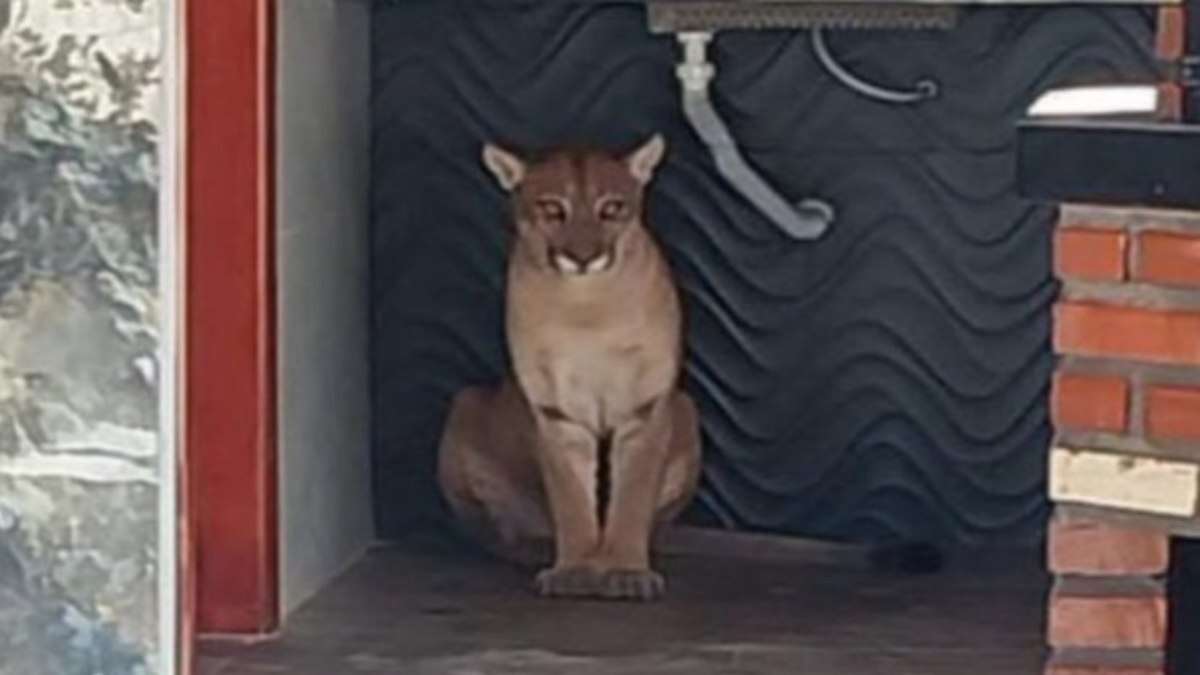 Vídeo: onça-parda é encontrada em banheiro de sítio e assusta moradores na Bahia