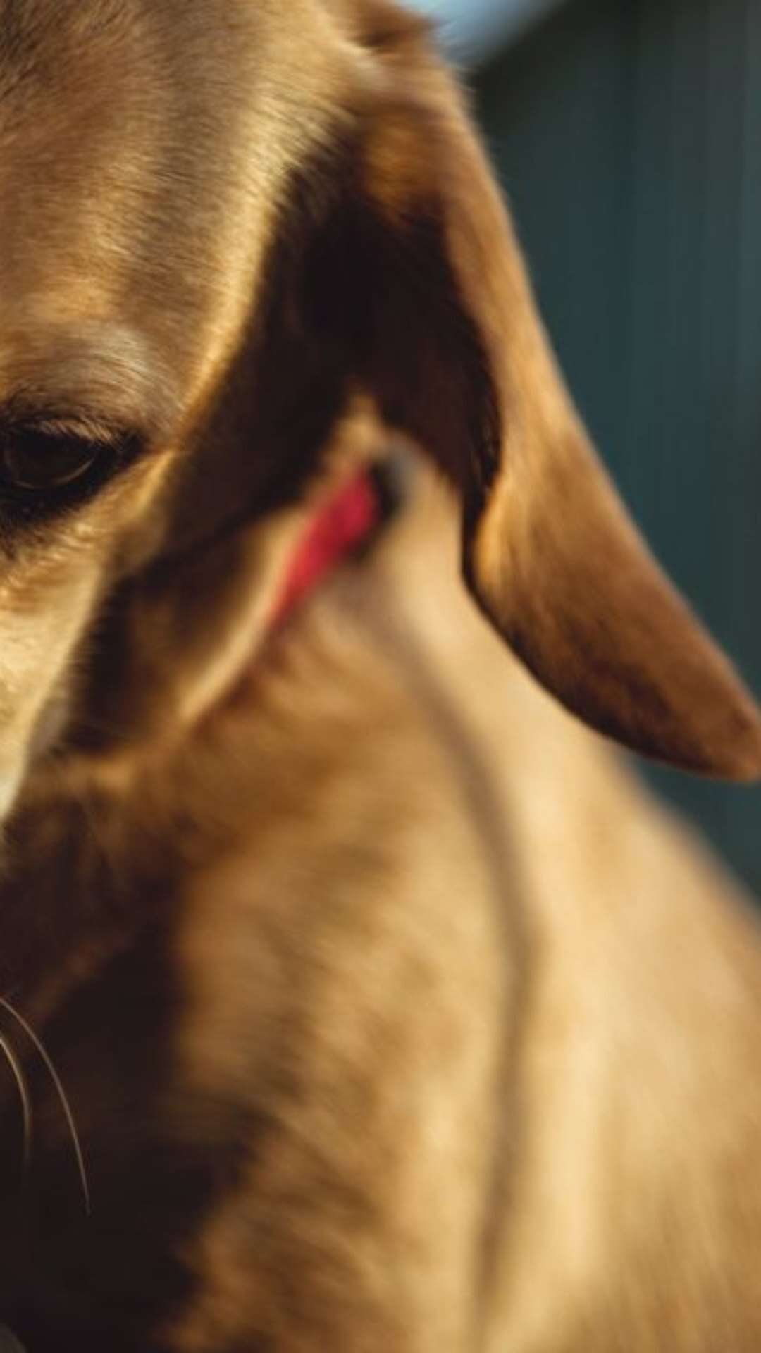 3 sinais de que seu cachorro está chateado com você