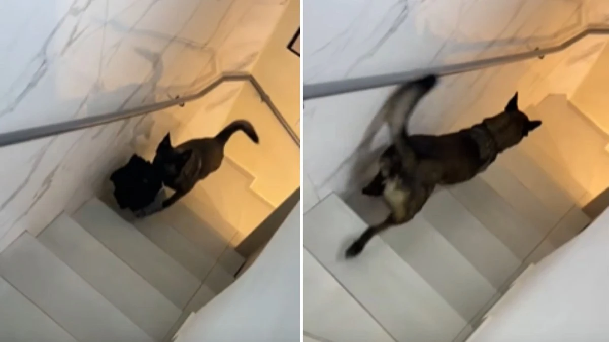 Cachorro ajuda dona em tarefas de casa: “Retorno da maternidade”