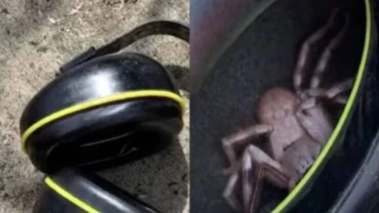 Homem encontra aranha escondida em fone de ouvido após sentir cócegas; assista