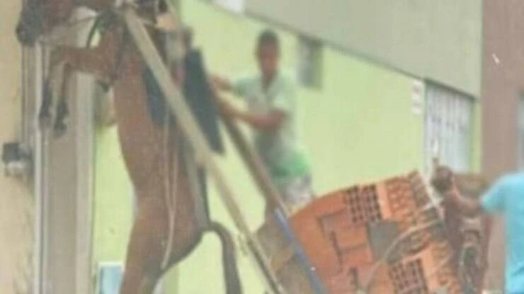 Caso de polícia: burro fica suspenso pelo pescoço em carroça por excesso de peso