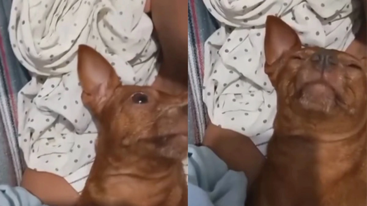 Cachorrinha só dorme depois de ouvir tutor cantar