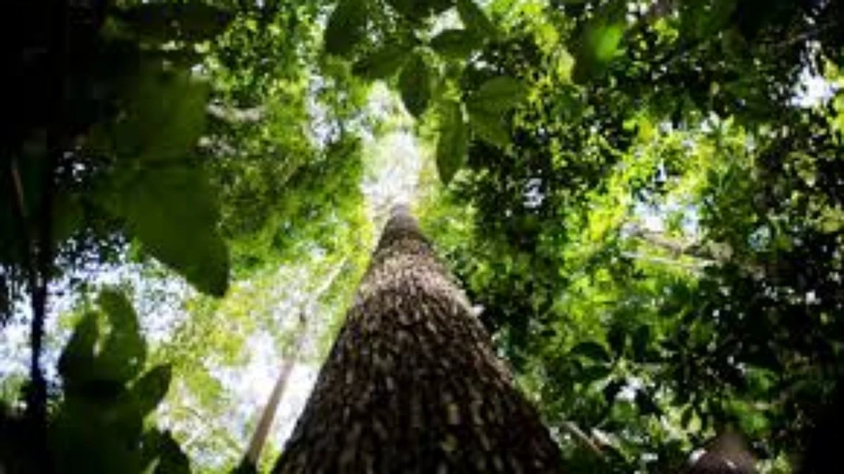 2025, a COP Amazônica,
os 3 Guardiões da Natureza e seus Legados!