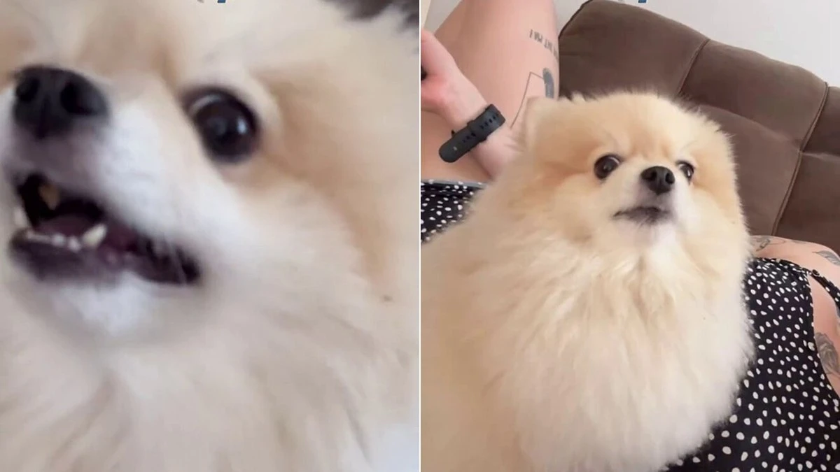 Cachorrinha Lulu da Pomerânia viraliza ao imitar som de pombo