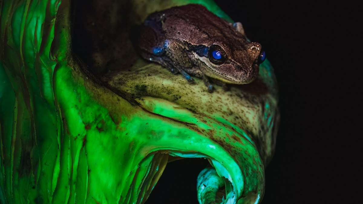 Rã fluorescente? Veja as fotos vencedoras da competição que premia imagens 'fantásticas'