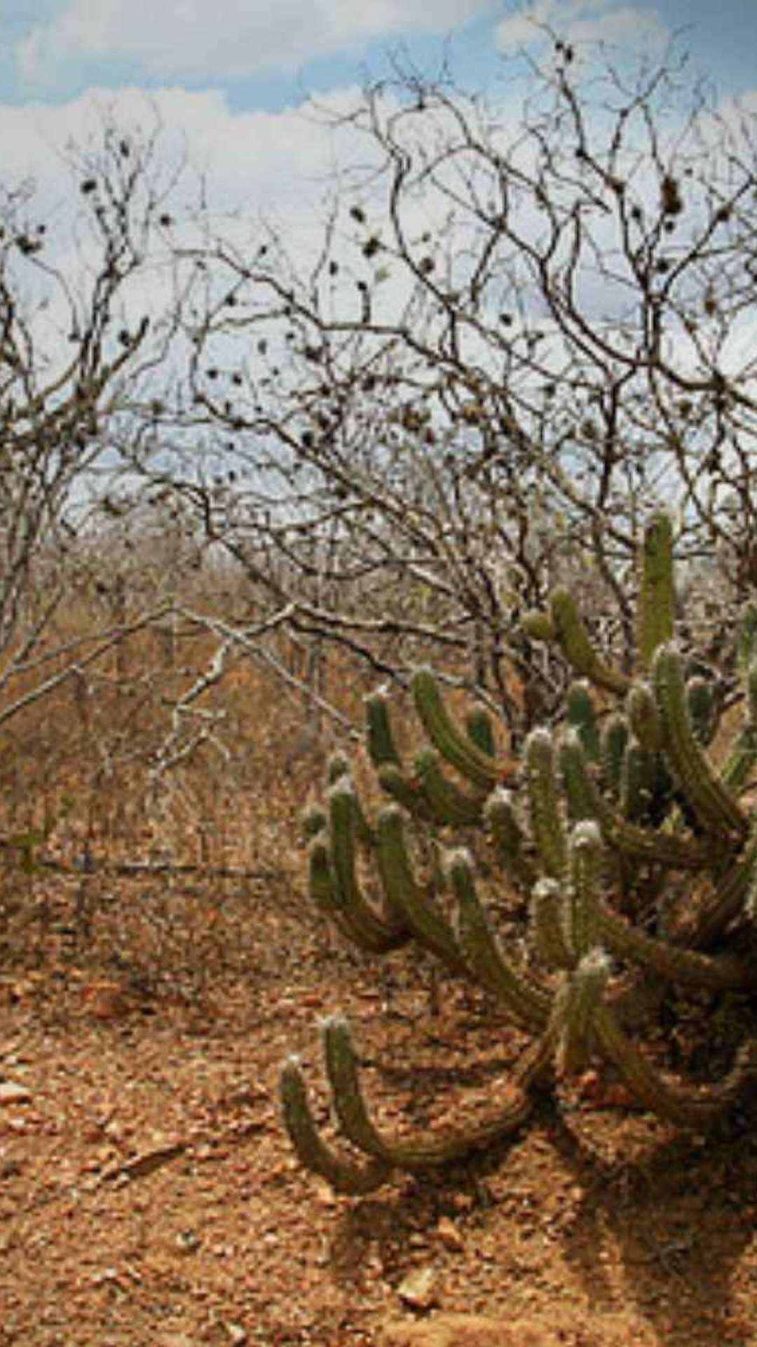 Painéis solares colocam espécies em risco na Caatinga