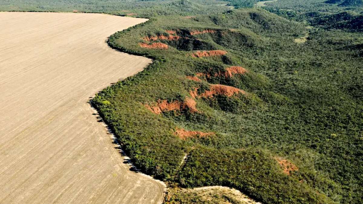 Desmatamento no Cerrado emite 135 milhões de toneladas de CO2 desde 2023