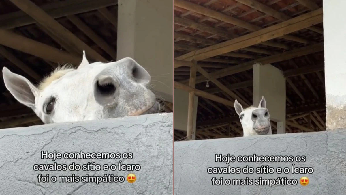 Cavalo encanta visitantes ao fazer manha em sítio: 