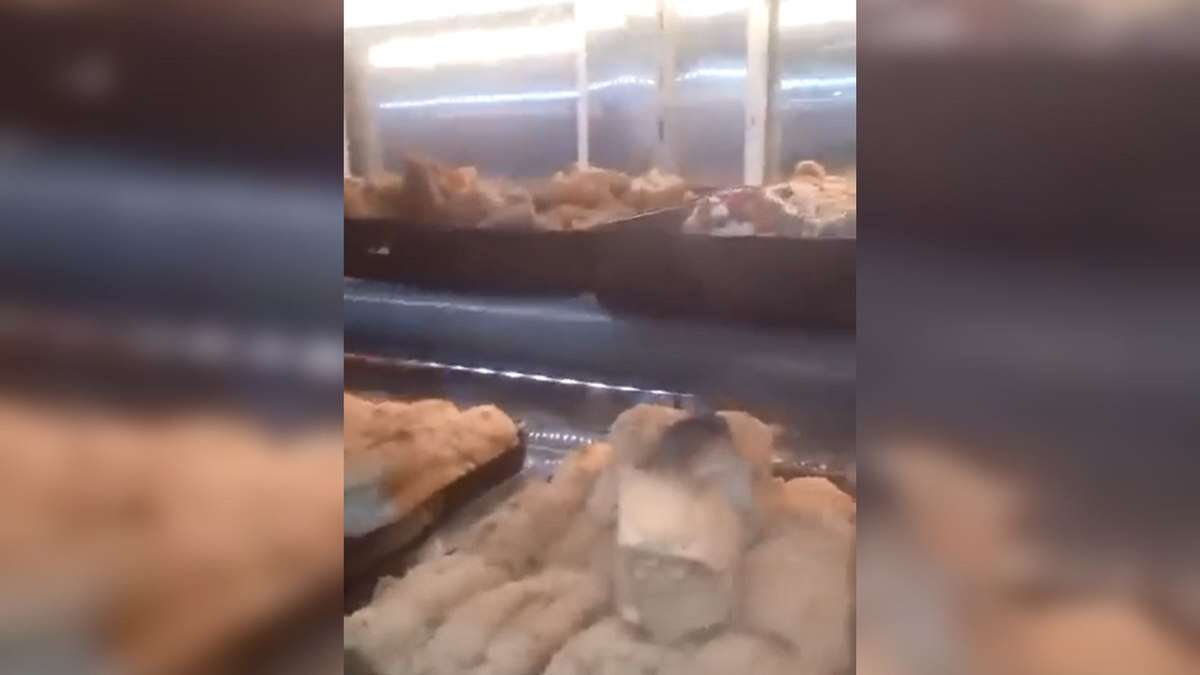 Ratatouille? Vídeo de rato em prateleira de padaria viraliza