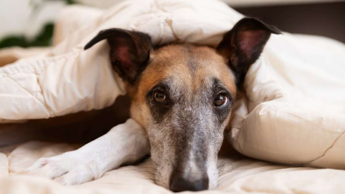 Prevenção ao medo de fogos de artifício: como proteger os pets no Ano Novo