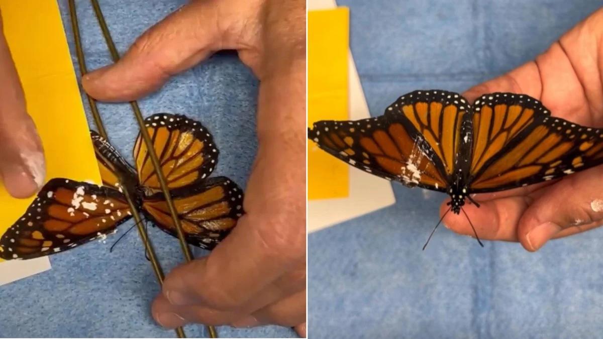 Borboleta com asa quebrada ganha nova chance após transplante
