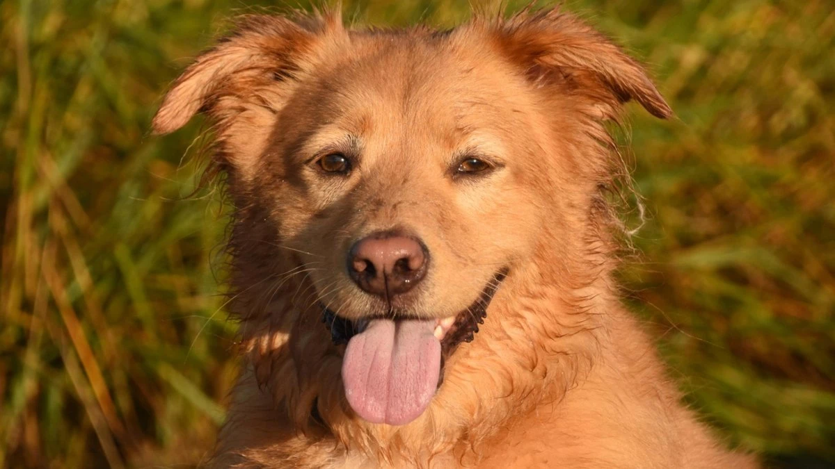 Cães vira-latas dominam lares no Brasil; veja cuidados essenciais