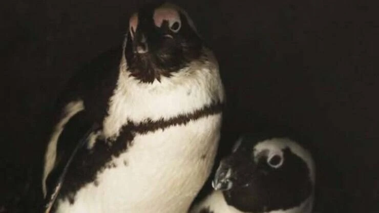 Pinguins gays roubam ninho com ovos de casal de lésbicas ; assista o vídeo