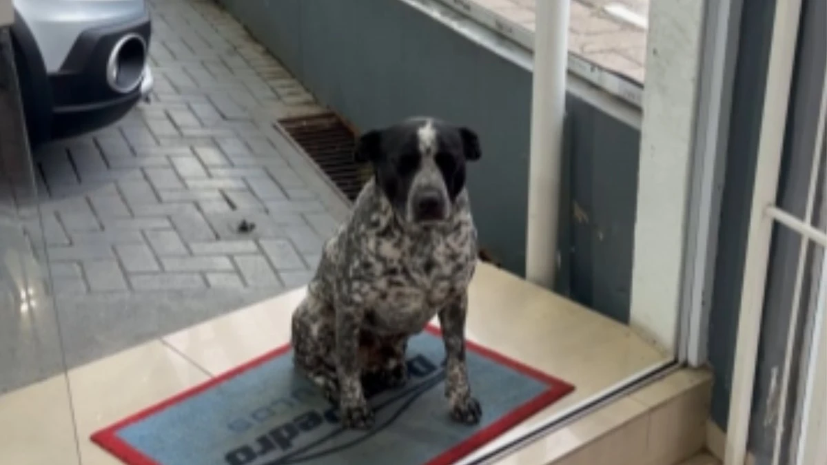 Funcionário de quatro patas recebe amigo com cumprimento especial