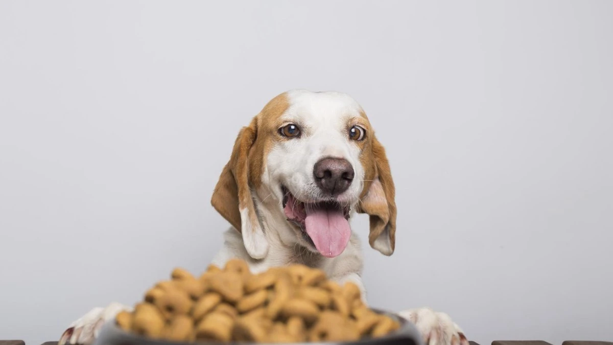 Erros na alimentação podem atrapalhar viagens com pets