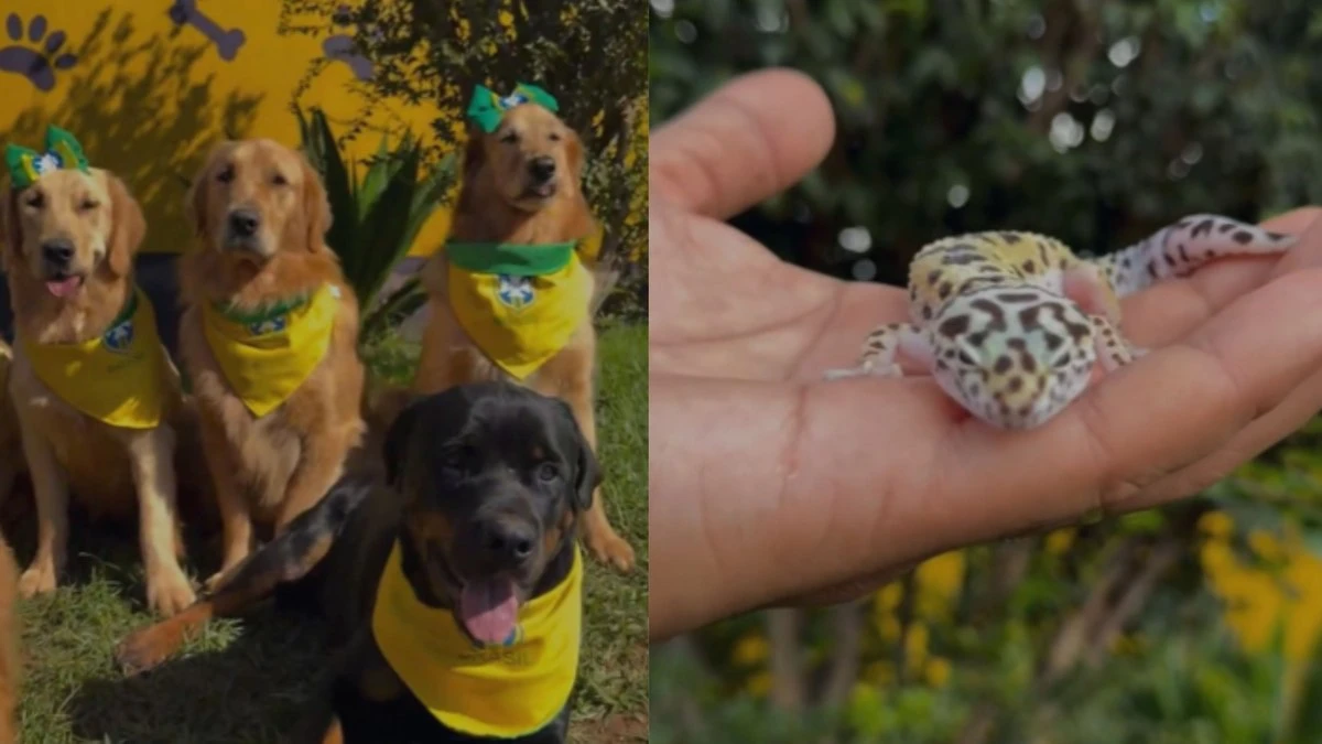Convocação inusitada reúne cães, cobras e salamandras para a Copa