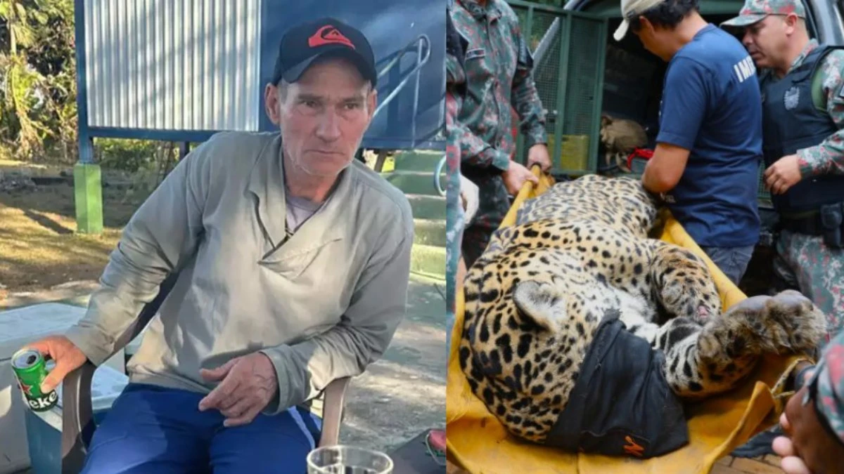 Onça que matou caseiro deve ficar presa em cativeiro até morrer