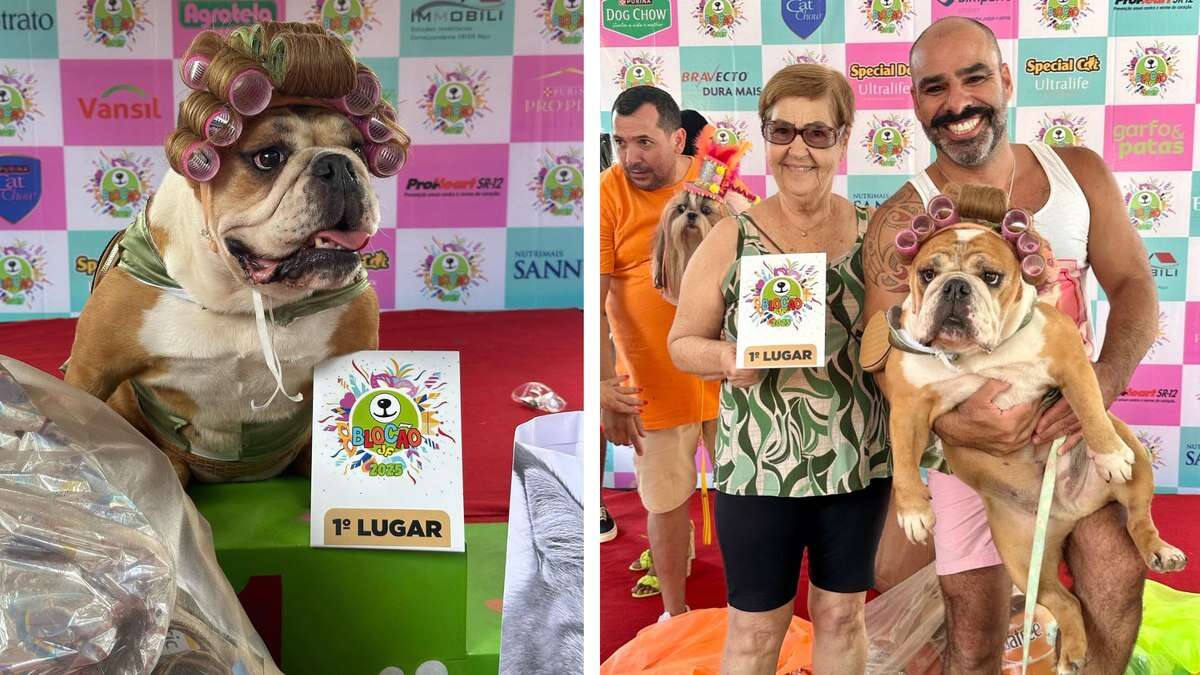 Buldogue Jussara brilha no Carnaval e vence concurso de fantasia