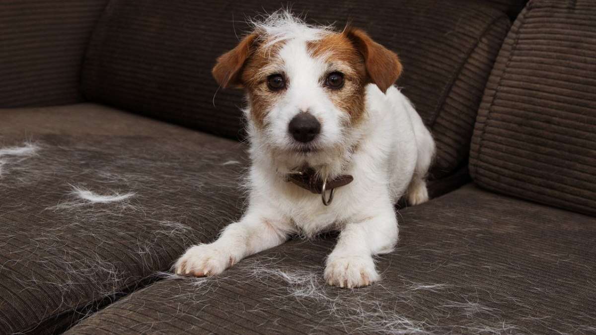 Pet é presente? Especialista lista cuidados que devem ser tomados antes adotar um animal